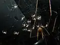 عنکبوت بابا لنگ‌درازی که از زادگان خود دفاع می‌کند.