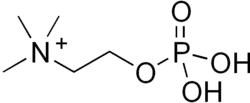 Skeletal formula