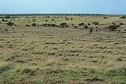 Grasslands at Nannaj Bustard Sanctuary