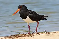 صدف‌خوار ابلق