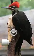 دارکوب کاکل‌دار نر
