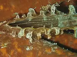 نمونه زنده گوش‌دریایی نجیب، از بالا به پوسته نگاه می‌شود.