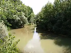 پوشش گیاهی پهنه کران‌آب پهن در امتداد رودخانه پیسوئرگا در اسپانیا