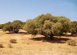 ارقان