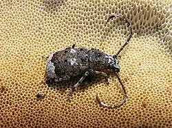 Platystomos albinus