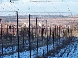 Hop garden, Pnětluky