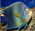 Semicircle angelfish, Pomacanthus semicirculatus