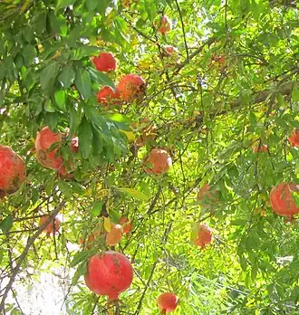 انار گول آبشا روستای مردانقم در ناحیه ارسباران.