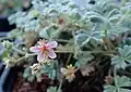 Potentilla porphyrantha