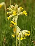 برگک simple umbels of پریمولا وریس.