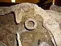 حلقه استخوانی از اردک‌منقاران پیشاخزنده‌تاج.