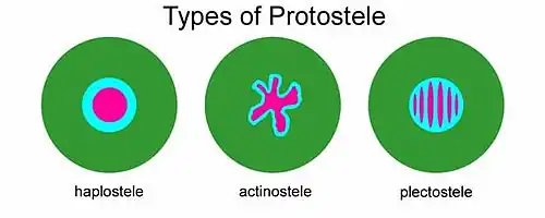Three basic types of protostele