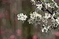 شکوفه‌های گیلاس کره‌ای در ماه آوریل