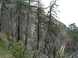 Middle Fork of Lytle Creek