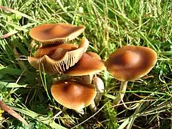 P. subaeruginosa ، استرالیا