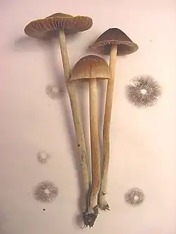 Psilocybe tampanensis با چاپ اسپور