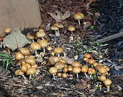 Psilocybe allenii