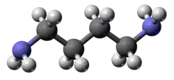 Putrescine 3D