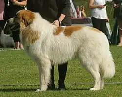 سگ کوهستانی پیرنه سفید