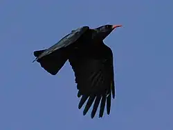 alt = پرواز زاغنوکسرخ بر خلاف جهت باد از نیمرخ