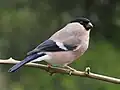 پرنده ماده
