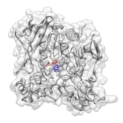 تاکرین متصل به استیل کولین استراز (PDB 1ACJ). یک برهمکنش انباشته پی بین تاکرین (آبی) و Trp84 (قرمز) پیشنهاد شده است.
