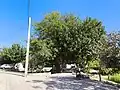 درخت قدیمی قوچ‌پلنگ