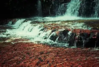 Jasper's Creek