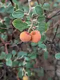 میوه پاییزی ربنیک در بهبهان