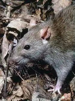 موش قهوه‌ای (Rattus norvegicus)