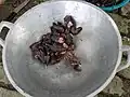 آماده برای طبخ