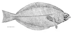 لوزی‌ماهی گرینلند،  Reinhardtius hippoglossoides