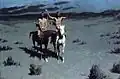 مادر زیبای شب - سمور سفید دیگر پسر نیست c. 1900، مجموعه خصوصی
