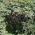 Rhododendron arboreum