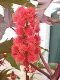میوههای رسیده درخت کرچک