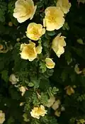 Yellow Rose