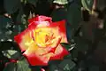 رز چارلستون، Rosa 'Charleston' یکی از رقم‌های رز فلوریبوندا است.