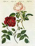18th century painting of two cultivars