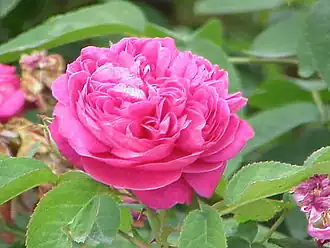 گل سرخ یا گل محمدی