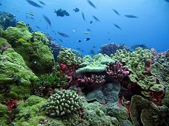 جزایر فینیکس(کیریباتی)