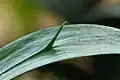برگ‌جوانه/کلادود در کوله‌خاس، تیره‌پشت تشکیل شده توسط محور ساقه را نشان می‌دهد.