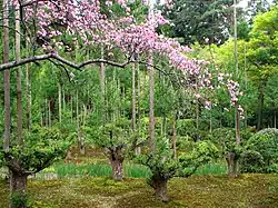 باغ‌های رویان جی