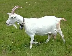 a short-haired white nanny goat on grass