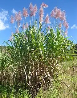 Saccharum officinarum - Köhler–s Medizinal-Pflanzen-125.jpg