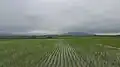مزارع صحنه سرا در بهار