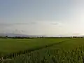 مزارع صحنه سرا در تابستان