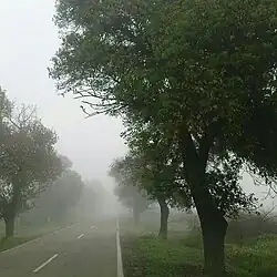 جاده سعیدیه