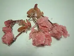 ساکورای نمک‌زده