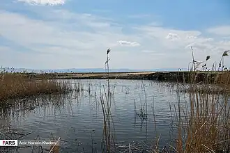 Salehiyeh wetland 20190326 15