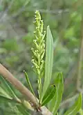 گل ماده گل‌آذین شاتون در  بید